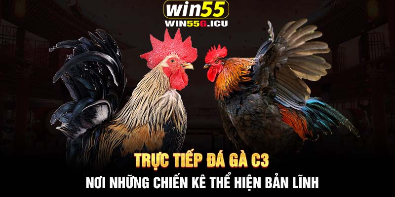 Trực tiếp đá gà C3 - Nơi những chiến kê thể hiện bản lĩnh